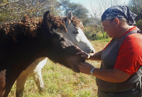 Friendly horses along the riverside - Hennops River Centuion